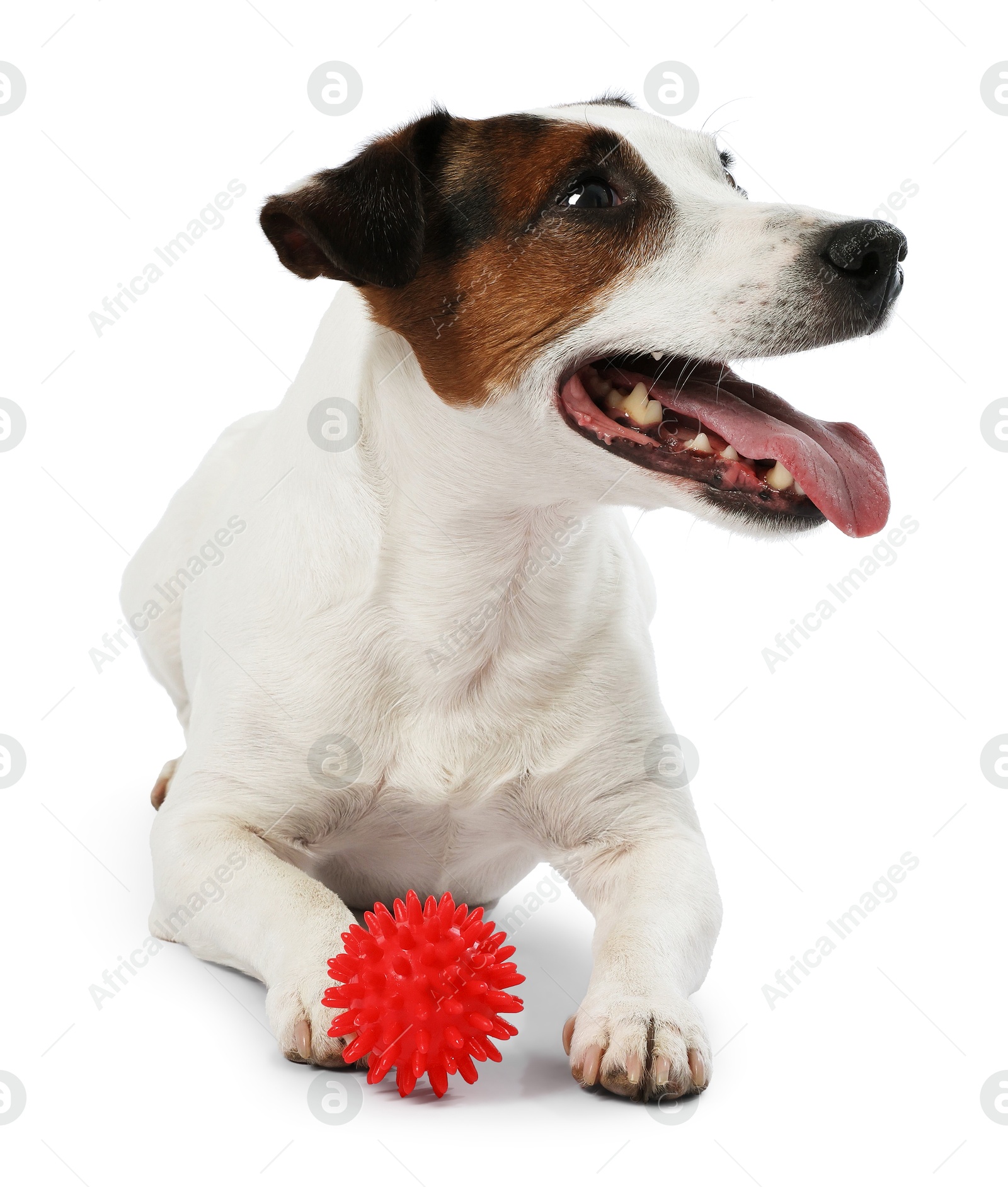 Cute dog playing with toy on white background. Lovely pet Photo of Cute dog playing with toy on white background. Lovely pet