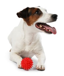 Photo of Cute dog playing with toy on white background. Lovely pet