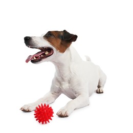 Photo of Cute dog playing with toy on white background. Lovely pet