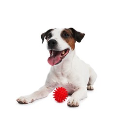 Photo of Cute dog playing with toy on white background. Lovely pet