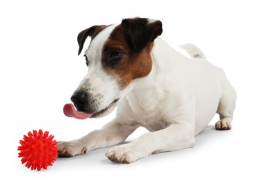 Photo of Cute dog playing with toy on white background. Lovely pet