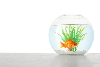 Photo of Gold fish swimming in aquarium with clean water on light textured table against white background. Space for text