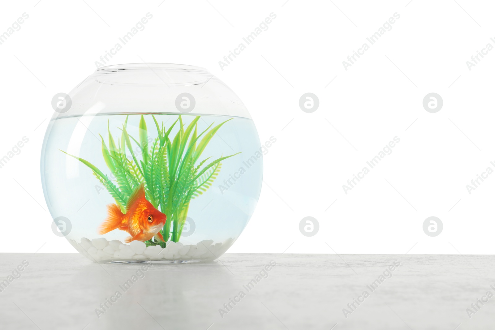 Gold fish swimming in aquarium with clean water on light textured table against white background. Space for text Photo of Gold fish swimming in aquarium with clean water on light textured table against white background. Space for text