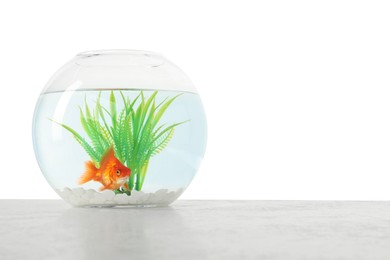 Photo of Gold fish swimming in aquarium with clean water on light textured table against white background. Space for text