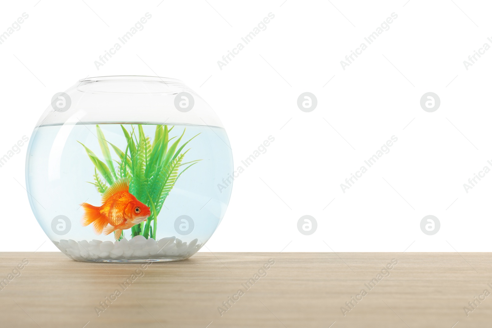 Gold fish swimming in aquarium with clean water on wooden table against white background. Space for text Photo of Gold fish swimming in aquarium with clean water on wooden table against white background. Space for text