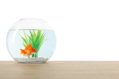 Photo of Gold fish swimming in aquarium with clean water on wooden table against white background. Space for text