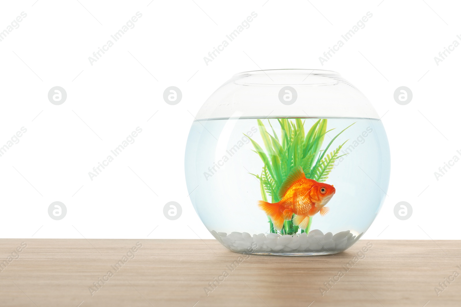 Gold fish swimming in aquarium with clean water on wooden table against white background. Space for text Photo of Gold fish swimming in aquarium with clean water on wooden table against white background. Space for text
