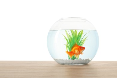 Photo of Gold fish swimming in aquarium with clean water on wooden table against white background. Space for text