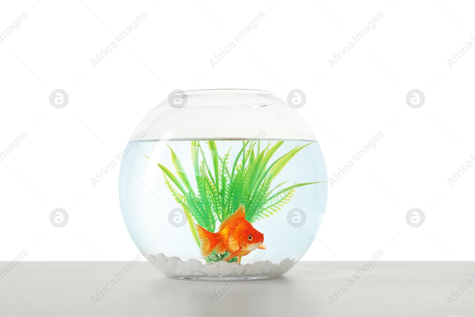 Gold fish swimming in aquarium with clean water on light grey table against white background Photo of Gold fish swimming in aquarium with clean water on light grey table against white background