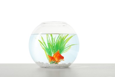 Photo of Gold fish swimming in aquarium with clean water on light grey table against white background