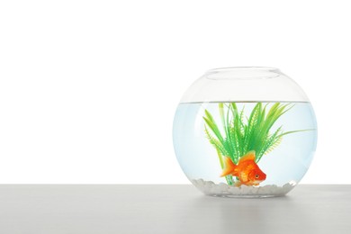 Photo of Gold fish swimming in aquarium with clean water on light grey table against white background. Space for text