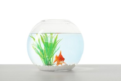 Photo of Gold fish swimming in aquarium with clean water on light wooden table against white background