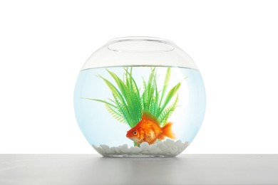 Photo of Gold fish swimming in aquarium with clean water on light grey table against white background