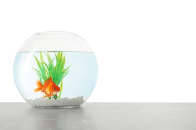 Photo of Gold fish swimming in aquarium with clean water on light grey table against white background. Space for text