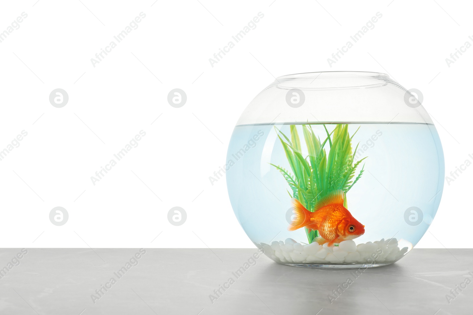 Gold fish swimming in aquarium with clean water on light grey table against white background. Space for text Photo of Gold fish swimming in aquarium with clean water on light grey table against white background. Space for text