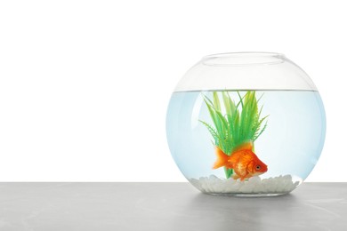 Photo of Gold fish swimming in aquarium with clean water on light grey table against white background. Space for text