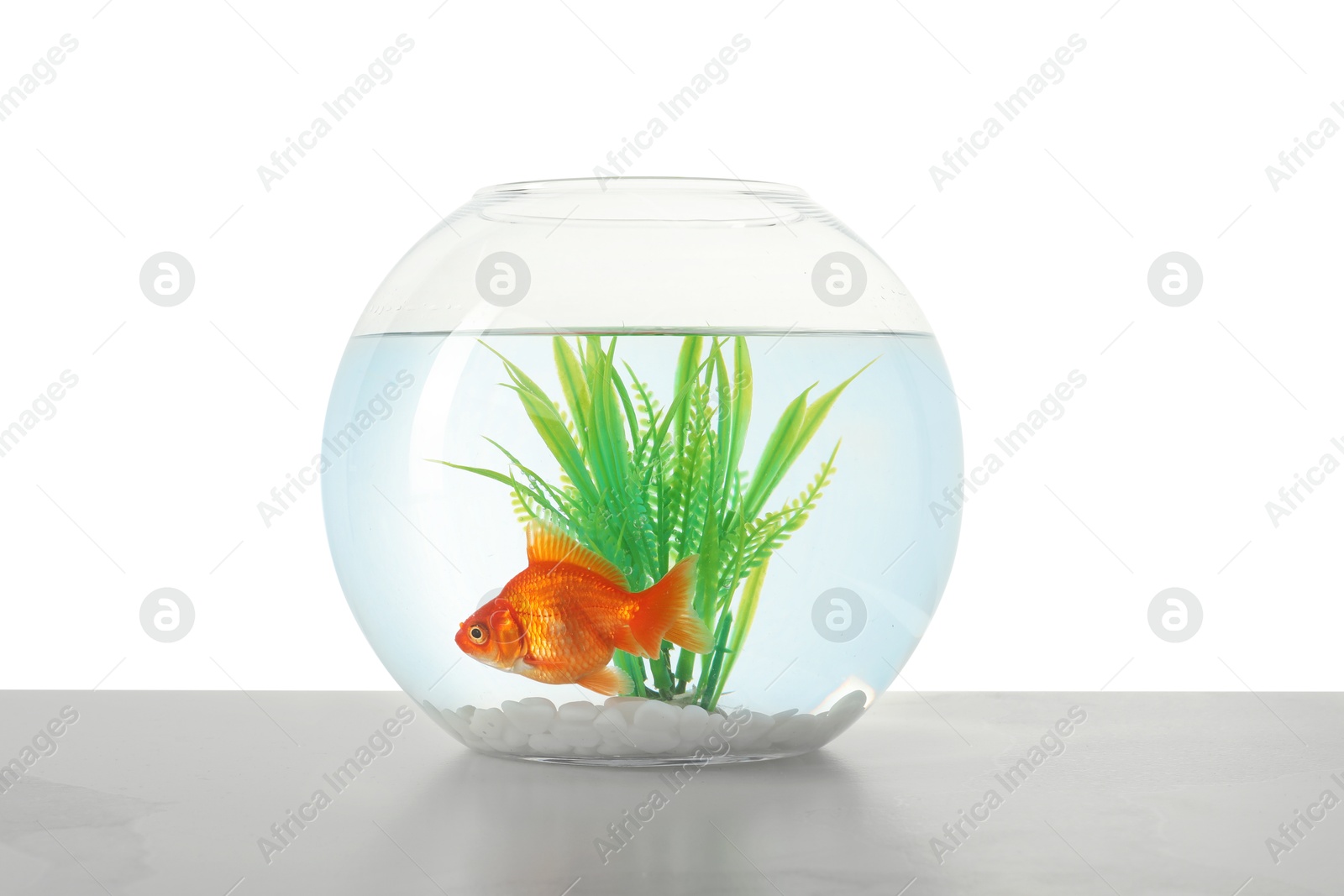Gold fish swimming in aquarium with clean water on light grey table against white background Photo of Gold fish swimming in aquarium with clean water on light grey table against white background