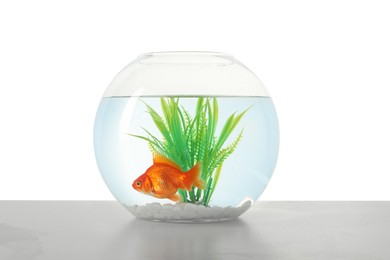 Photo of Gold fish swimming in aquarium with clean water on light grey table against white background