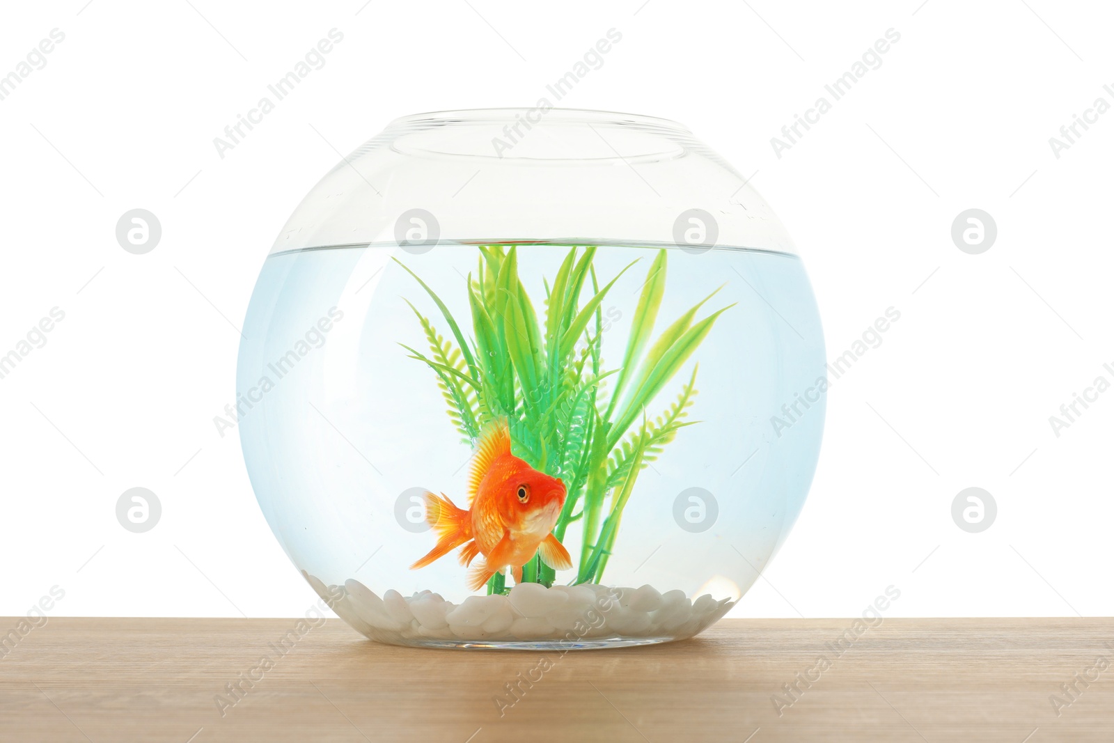 Gold fish swimming in aquarium with clean water on wooden table against white background Photo of Gold fish swimming in aquarium with clean water on wooden table against white background