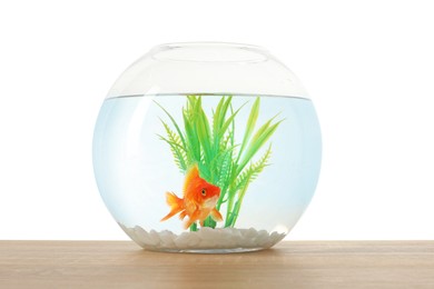 Photo of Gold fish swimming in aquarium with clean water on wooden table against white background
