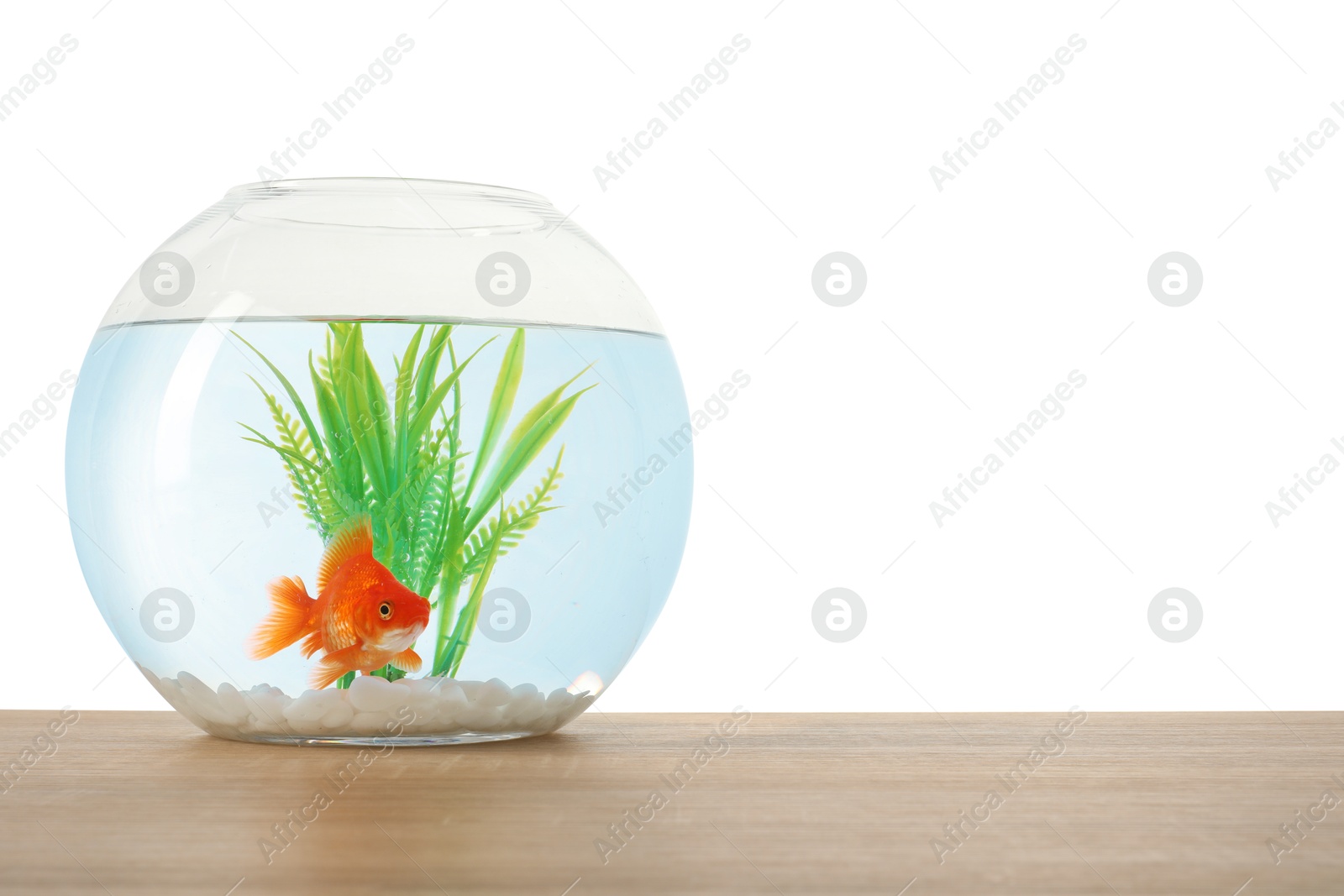 Gold fish swimming in aquarium with clean water on wooden table against white background. Space for text Photo of Gold fish swimming in aquarium with clean water on wooden table against white background. Space for text