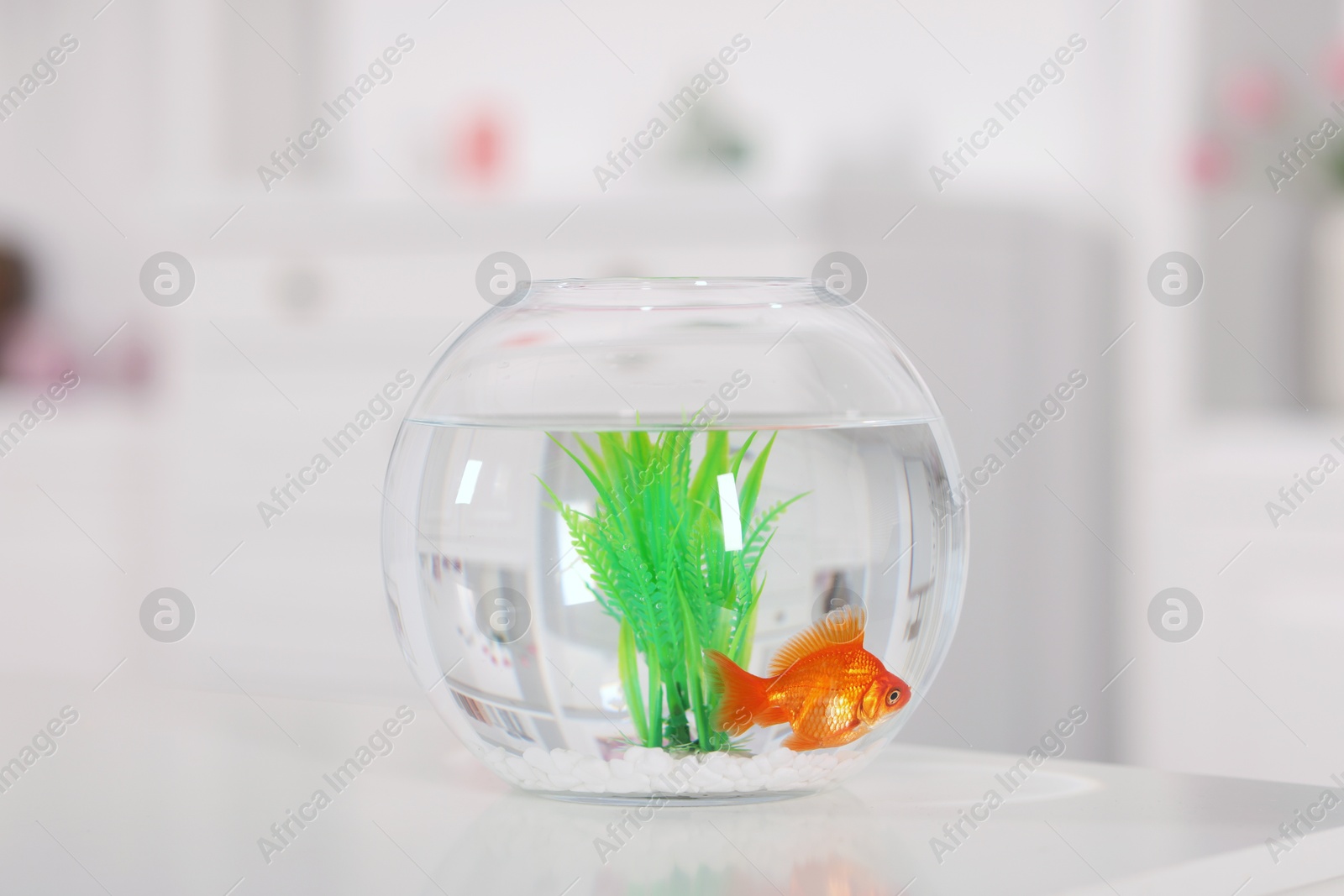 Gold fish swimming in aquarium with clean water on white table against blurred background, closeup Photo of Gold fish swimming in aquarium with clean water on white table against blurred background, closeup