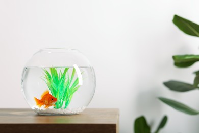 Photo of Gold fish swimming in aquarium with clean water on wooden table indoors. Space for text