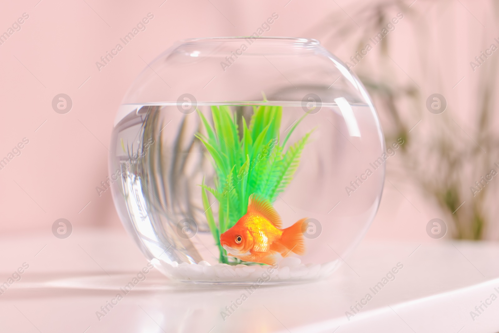 Gold fish swimming in aquarium with clean water on white table indoors, closeup Photo of Gold fish swimming in aquarium with clean water on white table indoors, closeup