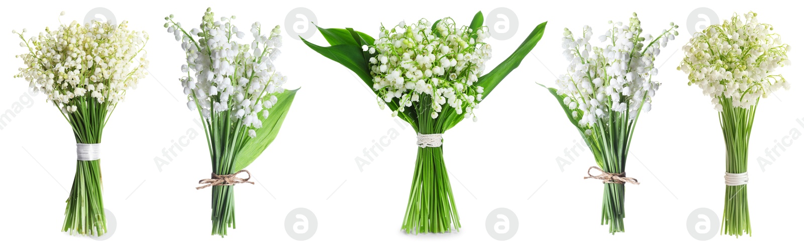 Aromatic bouquets of lily of the valley flowers isolated on white, collage Image of Aromatic bouquets of lily of the valley flowers isolated on white, collage