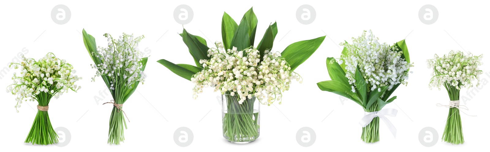 Aromatic bouquets of lily of the valley flowers isolated on white, collage Image of Aromatic bouquets of lily of the valley flowers isolated on white, collage