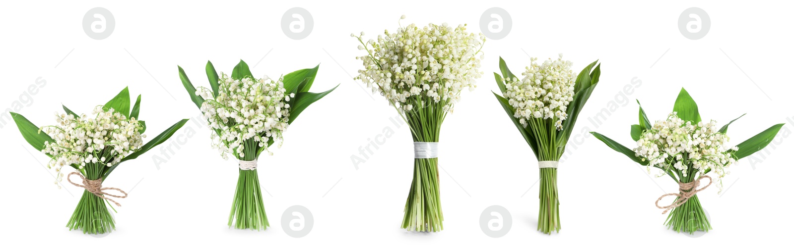 Aromatic bouquets of lily of the valley flowers isolated on white, collage Image of Aromatic bouquets of lily of the valley flowers isolated on white, collage
