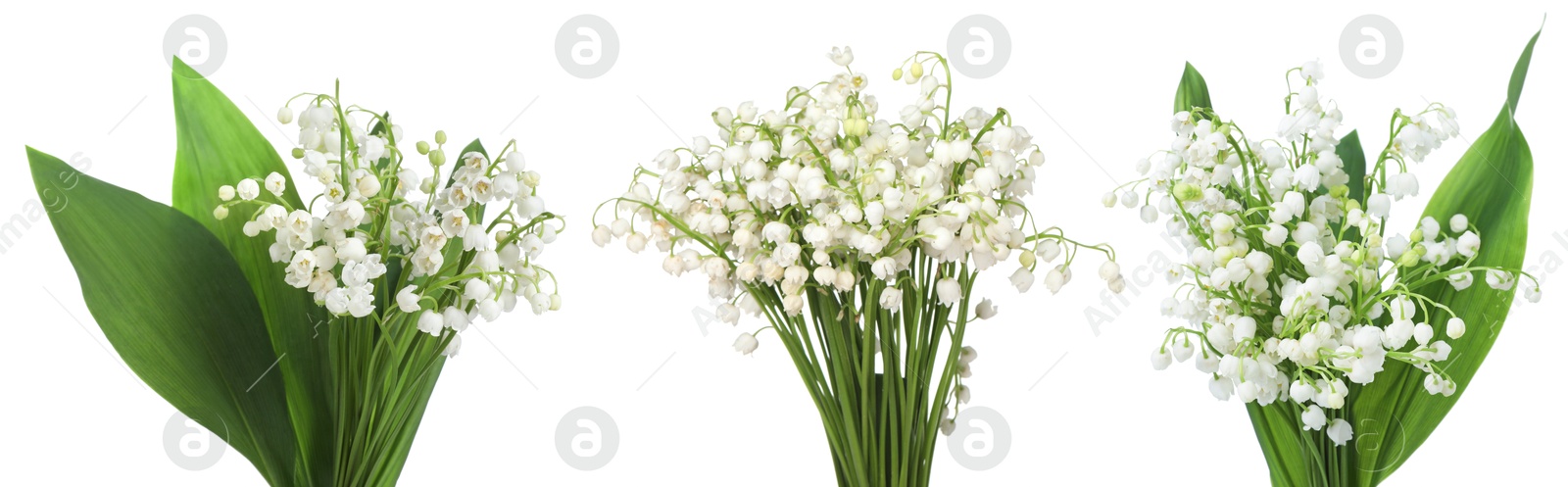 Aromatic bouquets of lily of the valley flowers isolated on white, collage Image of Aromatic bouquets of lily of the valley flowers isolated on white, collage