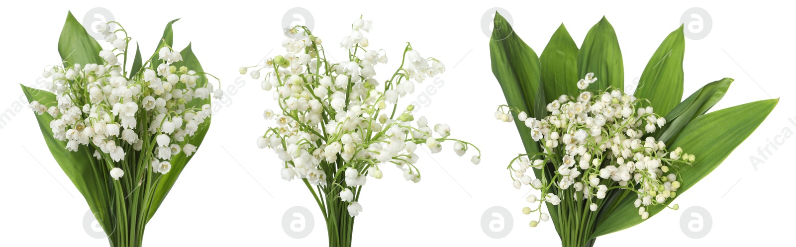 Aromatic bouquets of lily of the valley flowers isolated on white, collage Image of Aromatic bouquets of lily of the valley flowers isolated on white, collage