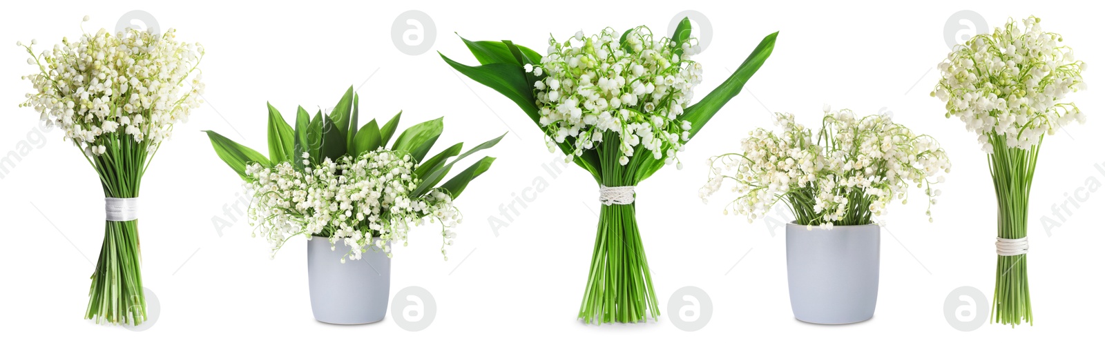 Aromatic bouquets of lily of the valley flowers isolated on white, collage Image of Aromatic bouquets of lily of the valley flowers isolated on white, collage