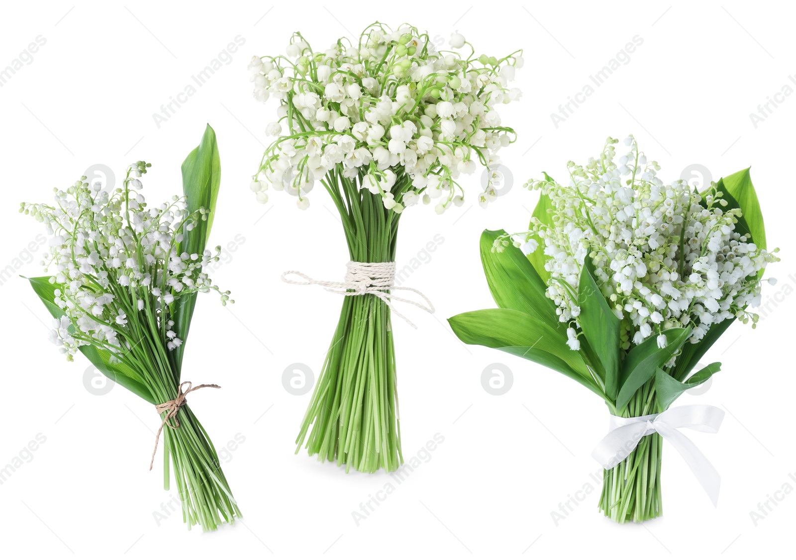 Aromatic bouquets of lily of the valley flowers isolated on white, collage Image of Aromatic bouquets of lily of the valley flowers isolated on white, collage