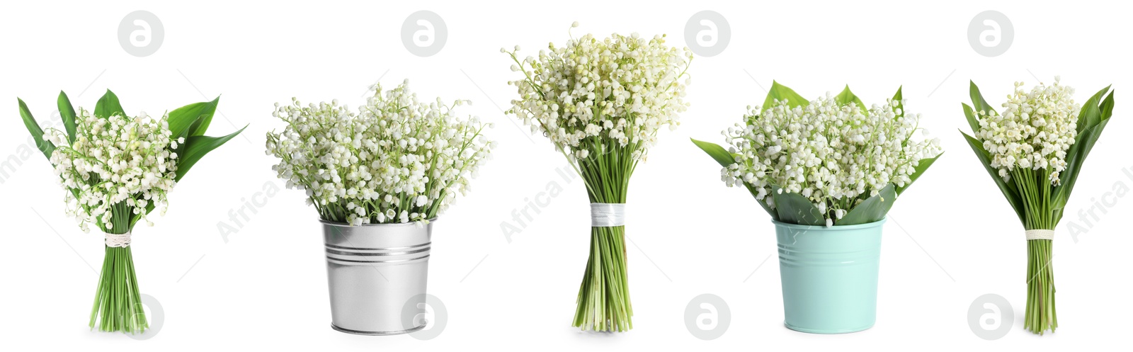 Aromatic bouquets of lily of the valley flowers isolated on white, collage Image of Aromatic bouquets of lily of the valley flowers isolated on white, collage