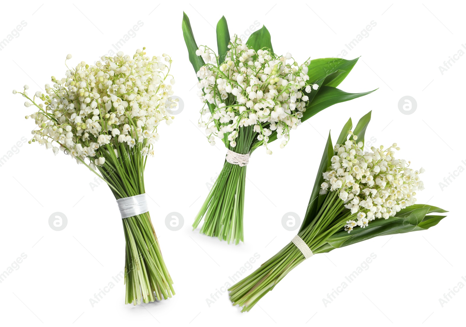 Aromatic bouquets of lily of the valley flowers isolated on white, collage Image of Aromatic bouquets of lily of the valley flowers isolated on white, collage