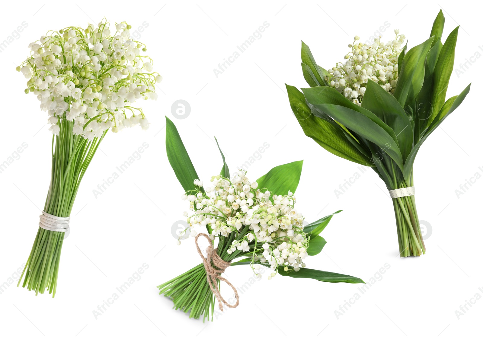 Image of Aromatic bouquets of lily of the valley flowers isolated on white, collage