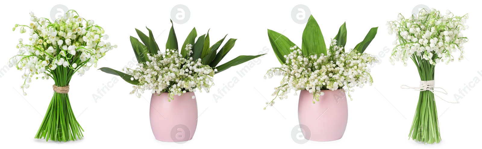 Aromatic bouquets of lily of the valley flowers isolated on white, collage Image of Aromatic bouquets of lily of the valley flowers isolated on white, collage