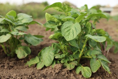 Photo of Potato plants growing in vegetable garden, closeup