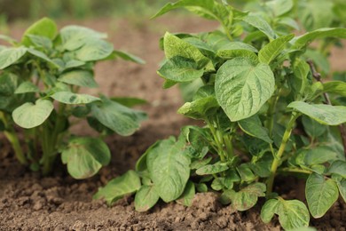 Photo of Potato plants growing in vegetable garden, closeup