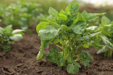 Photo of Potato plants growing in vegetable garden, closeup