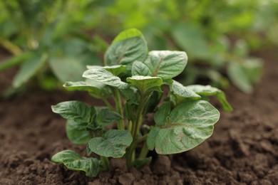 Photo of Potato plant growing in vegetable garden, closeup