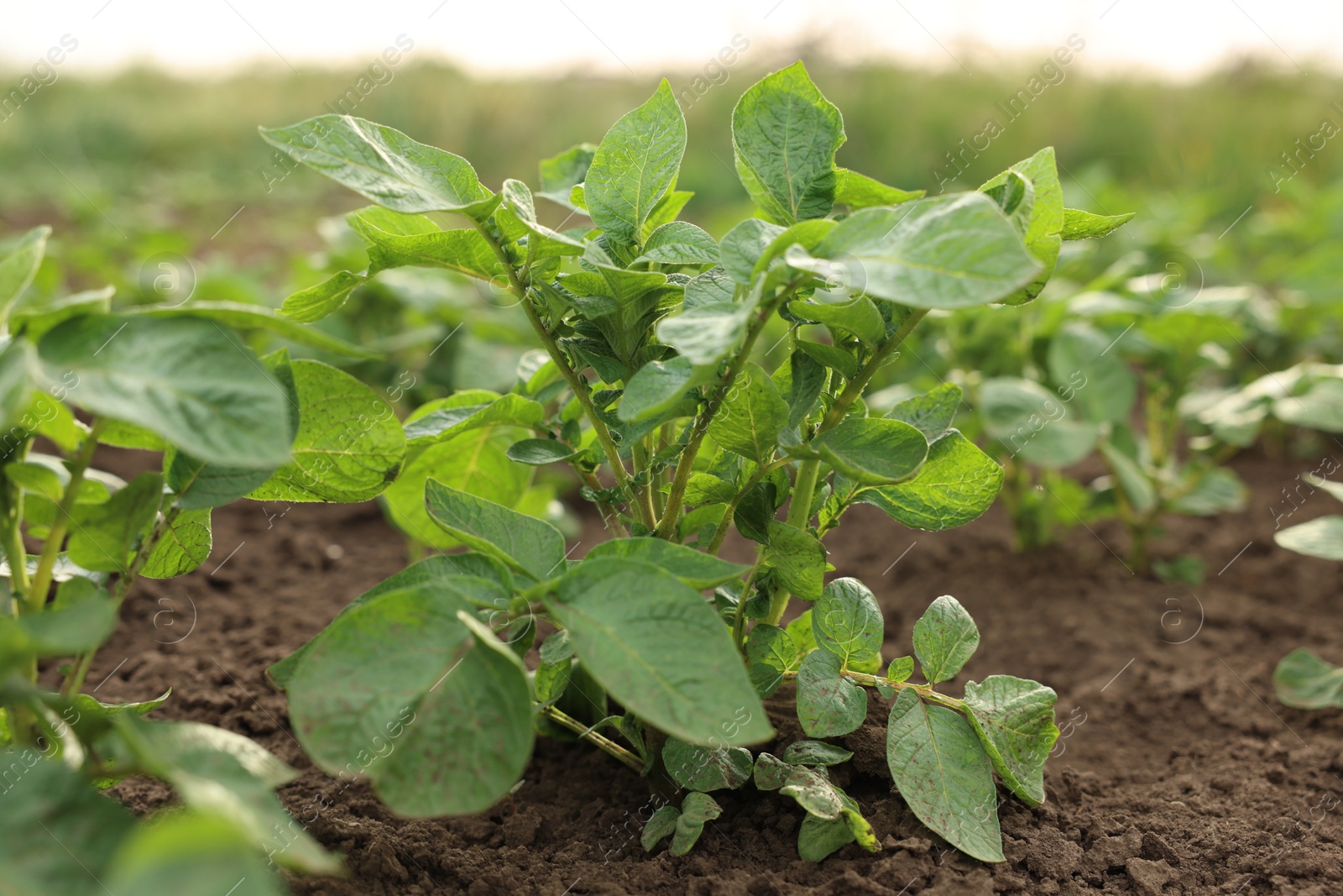 Potato plants growing in vegetable garden, closeup Photo of Potato plants growing in vegetable garden, closeup