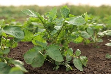Photo of Potato plants growing in vegetable garden, closeup