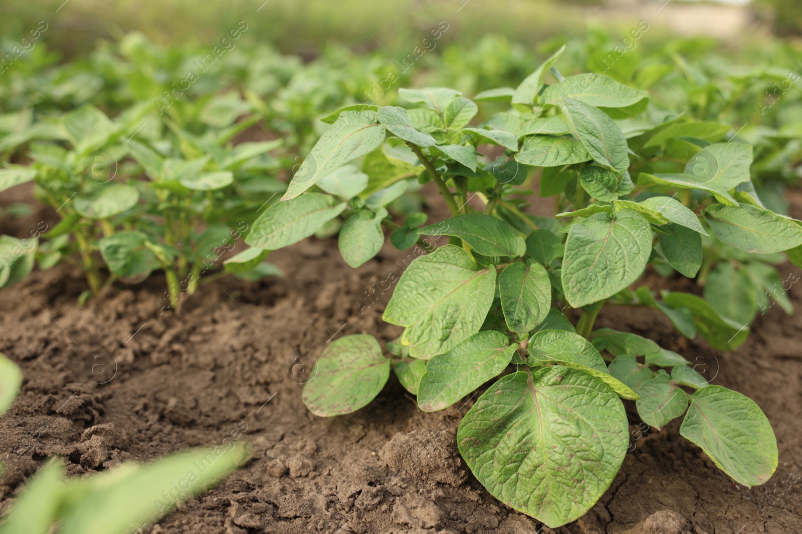 Potato plants growing in vegetable garden, closeup Photo of Potato plants growing in vegetable garden, closeup