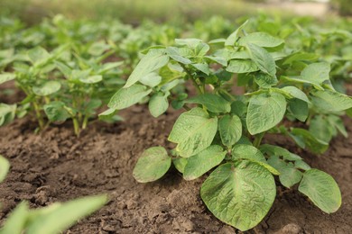 Photo of Potato plants growing in vegetable garden, closeup