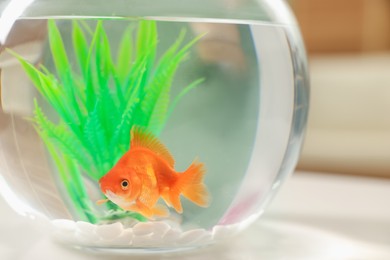 Photo of Gold fish swimming in aquarium with clean water on table indoors, closeup