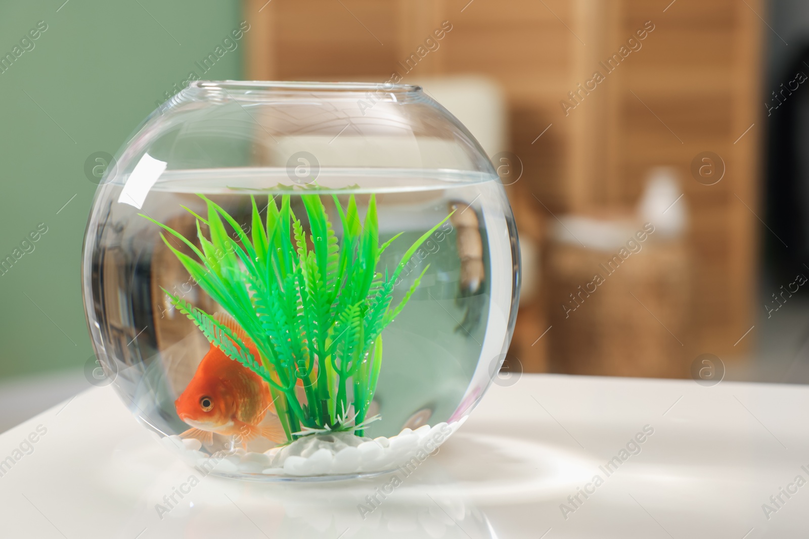 Gold fish swimming in aquarium with clean water on white table indoors Photo of Gold fish swimming in aquarium with clean water on white table indoors