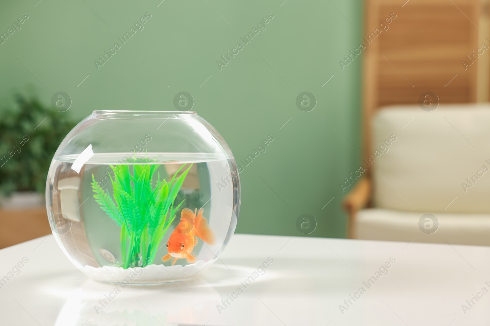 Gold fish swimming in aquarium with clean water on white table indoors, space for text Photo of Gold fish swimming in aquarium with clean water on white table indoors, space for text